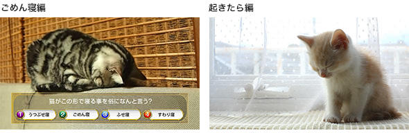 クイズRPG 魔法使いと黒猫のウィズ